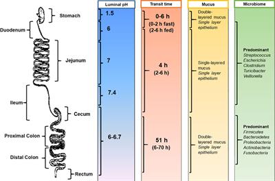 Advances in Oral Drug Delivery for Regional Targeting in the Gastrointestinal Tract - Influence of Physiological, Pathophysiological and Pharmaceutical Factors